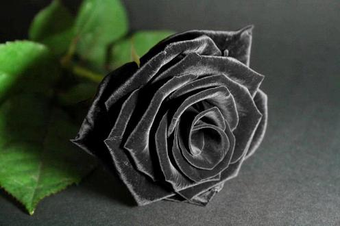 Khám phá bức ảnh hoa hồng đen đẹp nhất