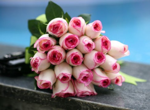 Hình ảnh hoa hồng đẹp trong cuộc sống