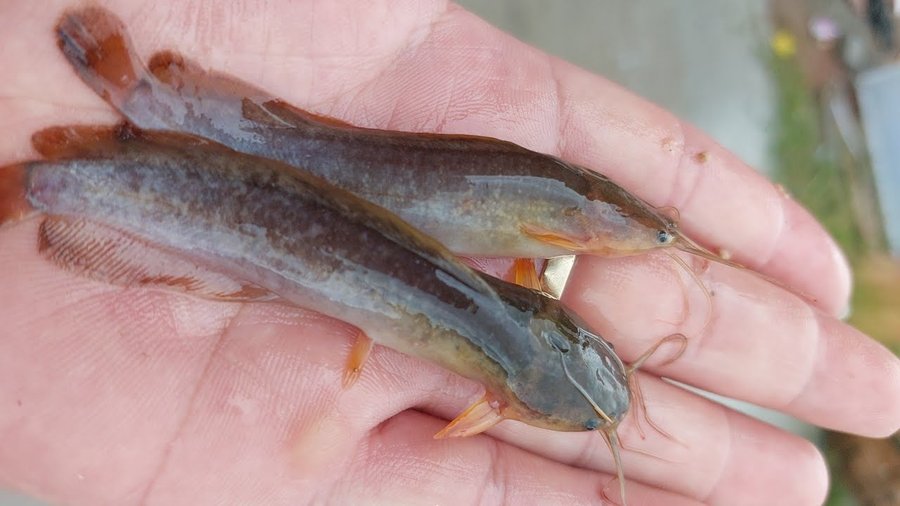 Kỹ thuật nuôi cá trê giống đạt tỷ lệ sống cao