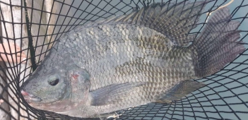 Cách phân biệt cá rô phi và cá rô đồng bằng mắt thường - CỘNG ĐỒNG SEO