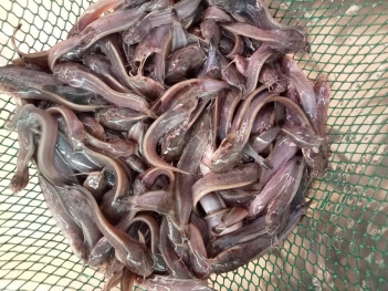 Kỹ thuật nuôi cá trê giống đạt tỷ lệ sống cao - CỘNG ĐỒNG SEO