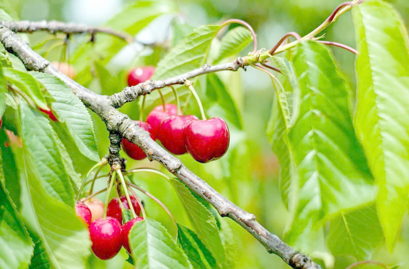trái cherry tiếng việt là gì